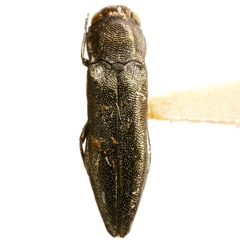 Agrilus viridescens