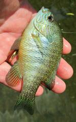 Lepomis aquilensis