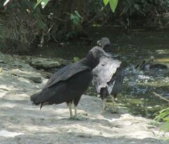 Coragyps atratus