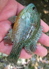 Lepomis aquilensis