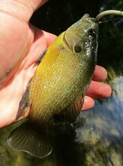 Lepomis cyanellus