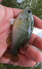 Lepomis cyanellus