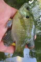 Lepomis macrochirus