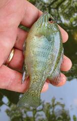 Lepomis aquilensis