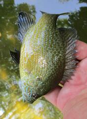 Lepomis cyanellus