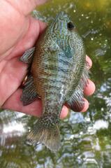 Lepomis aquilensis