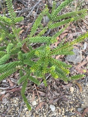 Melaleuca diosmifolia