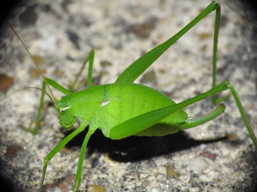thumb-bearing short-winged katydid