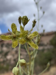 Frasera paniculata