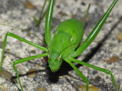 Planipollex pollicifer