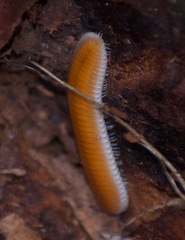 Buzoniinae