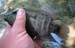 Herichthys cyanoguttatus
