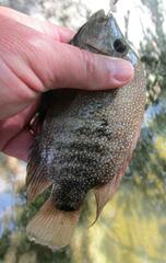 Herichthys cyanoguttatus