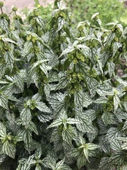 Lamium galeobdolon flavidum