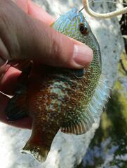 Lepomis aquilensis