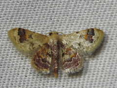 Idaea asceta