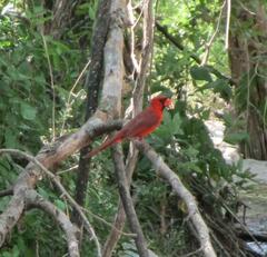 Cardinalis cardinalis