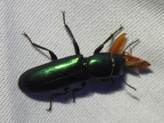 Temnoscheila virescens