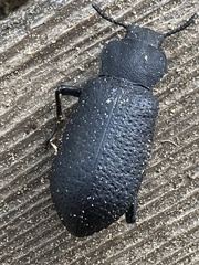 Iphthiminus serratus