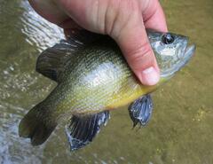 Lepomis cyanellus