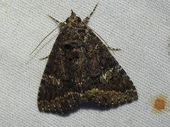 Condica albigera