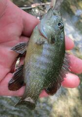 Lepomis cyanellus