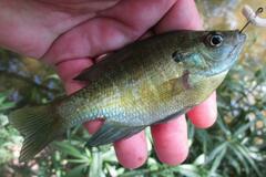 Lepomis macrochirus