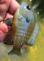 Lepomis aquilensis