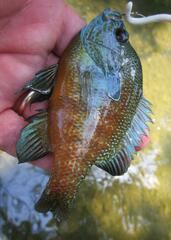 Lepomis aquilensis