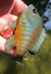 Lepomis aquilensis