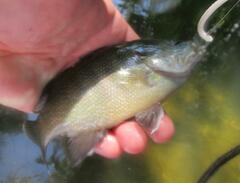 Lepomis cyanellus