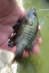 Lepomis cyanellus