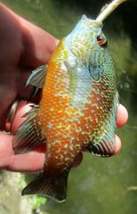 Lepomis aquilensis