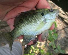 Lepomis macrochirus