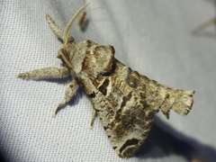 Inguromorpha