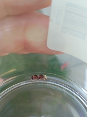 Pseudomethoca contumax