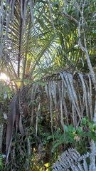 Butia catarinensis