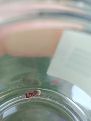 Pseudomethoca contumax