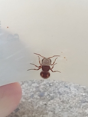 Pseudomethoca contumax