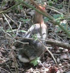 Sylvilagus floridanus