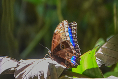 Morpho deidamia