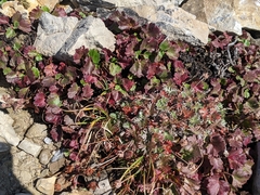 Telesonix heucheriformis