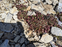 Telesonix heucheriformis