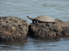 Phrynops williamsi