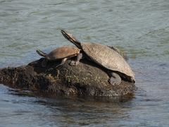 Phrynops williamsi