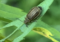 Ophraella conferta
