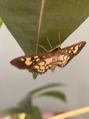 Eurrhyparodes bracteolalis