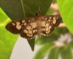 Eurrhyparodes bracteolalis