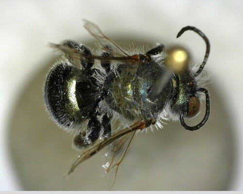 iNaturalist observation photo of Mason Bees