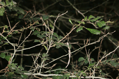 Cupaniopsis shirleyana